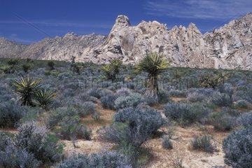 Mohave Yucca California USA
