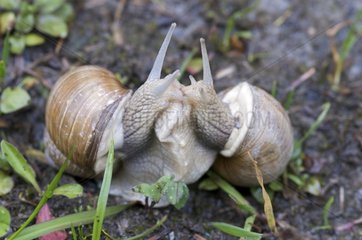 Coupling Snails in the rain