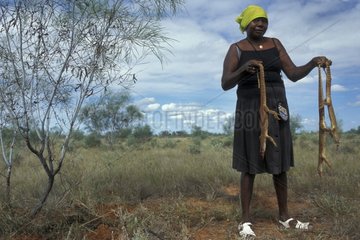 Aboriginal -Rückkehr der Goannas Hunting Australia