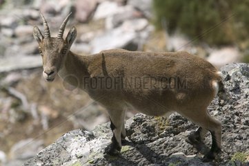Spanish Ibex on a rock Spain