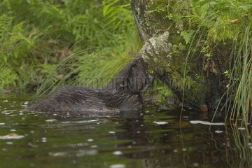 European beaver gnawing away at wood Poland