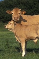Blonde d'Aquitaine female and her young in pre