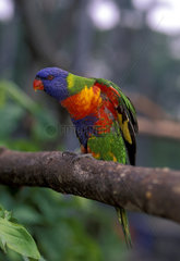 Fauna. Colorful bird - psitacideo from Australia. animal  multi-colored bird  saturated colors.