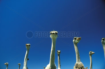 Ostrich farm in the Great Karoo