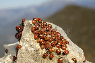 Ladybirds gathering for wintered