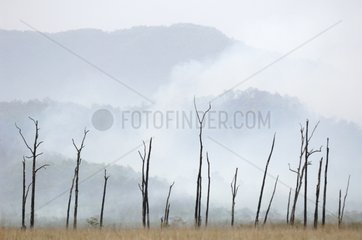 Feuer auf die Grate im NP Corbett im Mai 2008