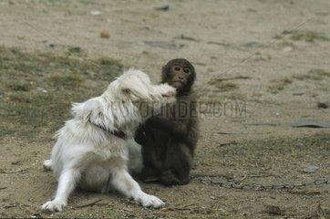 Pflege zwischen einem Hund und einem birmanischen Affen