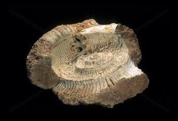 Ammonit en partie Évidée du Barrémien du Plateau d'Albion