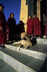 Hund Liege und junge Mönche Kloster Thiksey Leh India