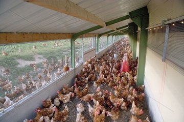 Industrial breeding of good layer Isa brown hens France