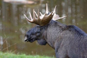 Portrait of male Elk on a lake bank Sweden