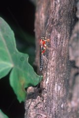 Ichneumon wasp on a branch