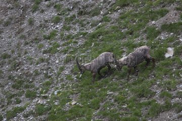 Male Ibex loosing their winter coat France