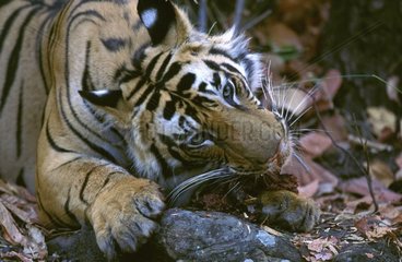 Junger männlicher bengalischer Tiger essen PN Bandhavgarth Indien