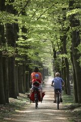 Cyclists rolling on a way through wood Netherlands