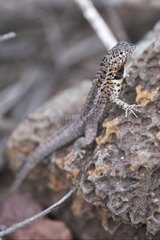 Lava lizard on volcanic Galapagos Santa Cruz