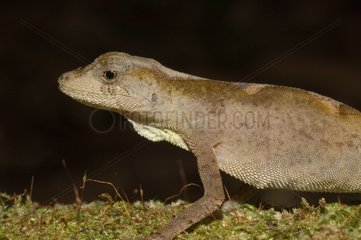 Anolis Lizard female Guyana