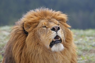 Portrait of Barbary Lion