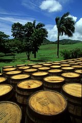Barrels of aging rum in Martinique