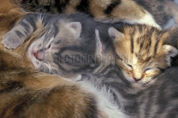European kittens sucking their mother France