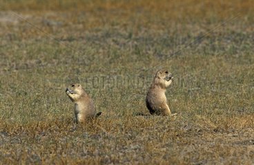 Prairie Dogs eating Grasslands National Park Canada