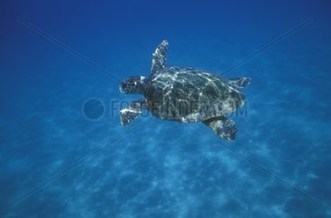 Loggerhead sea turtle Greece