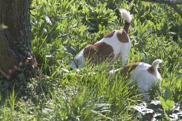 Zweifarbige erwachsene Hunde  die im Gras Frankreich ausgraben