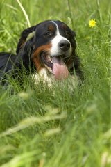 Porträt eines im Gras liegenden Senner Sennenhund
