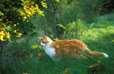 Chat européen à l'affût dans un jardin France