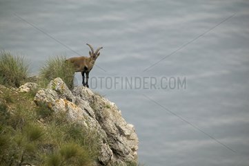 Spanisches Ibex auf einer Klippe Sierra de Gredos Spanien