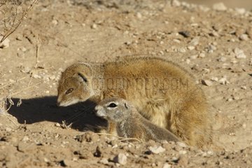 South african ground squirrel and Yellow mongoose