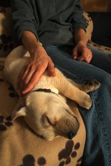 Frau  die einen Welpen -Labrador schÃ¤tzt  der auf einem Sofa schlÃ¤ft