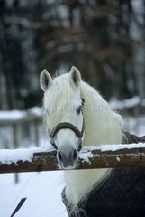 Gray Horse wearing a halter and a blanket for the winter