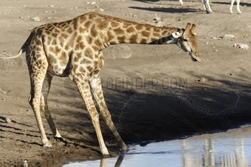 Giraffe covered head to the water Etosha Namibia