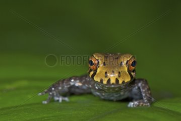 Frog on a leaf South America