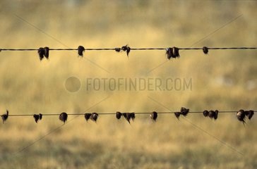 Tufts of hair on barbed wire Saskatchewan Canada
