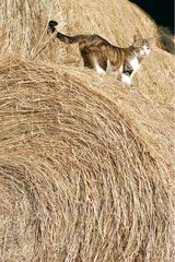 Cat on a haystack