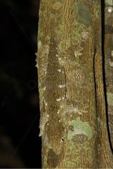 New Caledonian Giant Gecko camouflaged on a trunk