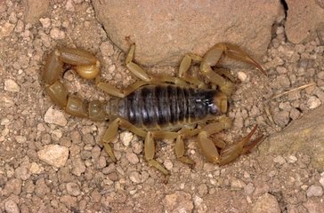 Skorpion Arizona USA