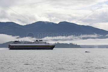 Wal in der Nähe eines Fährboots Frederick Sound Alaska