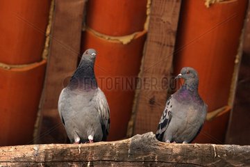 Pigeon domesticates under a roof [AT]