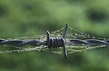 Barbed wire cover of cobweb and dewdrops France