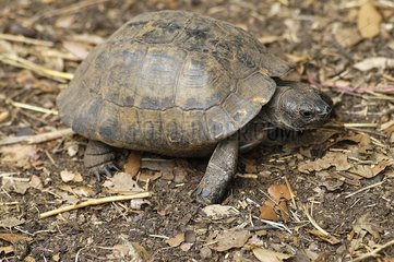 Asia Minor spur-thighed tortoise walking