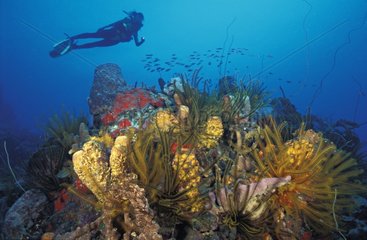 Diver swimming over a richly decorated coral reef