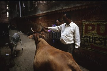 Heilige Kuh und Hund in den StraÃŸen von Benares India