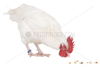 White cock of Gâtinais breed pecking seeds
