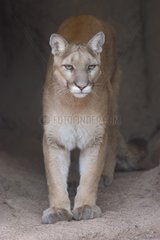 Puma in captivity in Arizona Sonora Deserted Museum