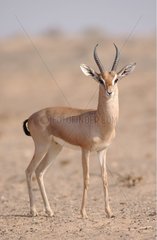 Arabian Mountain Gazelle United Arab Emirats