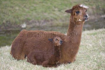 Junger Alpaka legt sich in der Nähe seiner Mutter Cotswolds UK hinunter