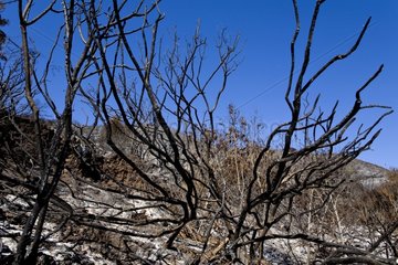 Julia Pfeiffer Burns State Park after forest fire Big Sur